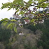 tochikoな休日　風かおる