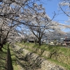 高梁市成羽町 白谷公園の桜&#127800;はもうすぐ満開かな♪