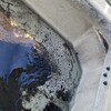 産卵のご報告