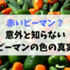 赤いピーマン？意外と知られていないピーマンの色の真実