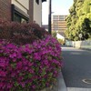 藤崎
