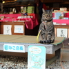 吉野の看板猫