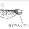 種子や果実の運ばれ方(２０１７年大分）