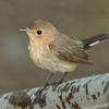 労働公園の野鳥を紹介（２０２０　０５１３）早朝探鳥　その１。