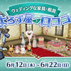 【イベント】2025年6月よろず屋ロココ登場！ジューンブライドイベントはもう行われない！？