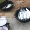 チャイヤプルク早朝魚売り場