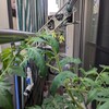 プランター栽培　トマトとナス