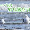 【解説】有料級！秋冬によく見る野鳥57種！