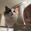 朝の猛烈おもちゃ遊び