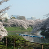 今朝は千鳥ヶ淵の桜を見て来ました
