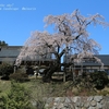 建福寺の桜・・