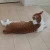 弱者は弱者なりに。