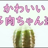 繊細なサボテンと生命力強めの多肉ちゃんと暮らしてる私の雑記