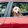 夏に犬を車で待たせるのは危険？車で留守番させるときのポイント