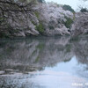 井之頭公園の桜