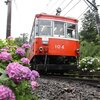 箱根登山鉄道とあじさい2018
