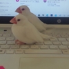 🆘大阪府）白文鳥を探しています。１月２７日から行方不明で今日５/２で３ヵ月５日（９５日）経過です。