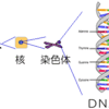 遺伝性疾患は、治る、治らない?