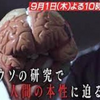 テレビ：探究の階段　たったの３分で 最新のサイコパス研究 を知ることができるとは、ミニ枠もやるねえ！