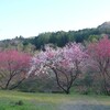 花桃の季節です！