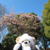 #上野公園#寒桜