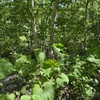 『フキ』を採りに山へ行ってきました🍃