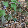 山野草の季節