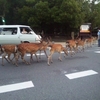 春日大社