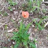 けふの花。20190429