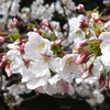 ウォーキングしながらお花見