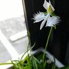 サギソウ　開花✨