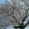 新宿御苑　2025年3月23日