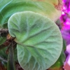 platycerium ridleyi に再挑戦してみる。