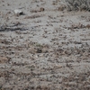ベニハシシトドコヒバリ Pink-billed Lark