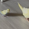 ペンギンみたいな歩き姿と意地悪合戦