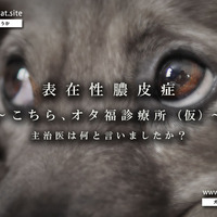 膿皮症 写真と闘病記 突然発症した侮れない皮膚病 重症化した症例 犬を飼うということ