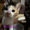 3ヶ月半位の4兄妹（ミケ、ハチワレ、黒猫②）7月21日永福寺さんでの里親会に参加