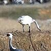 コハクチョウの足にひも(鹿児島）