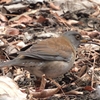 鳥撮日記　餌を探して歩くシロハラ＠平塚市総合公園