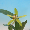 Coelogyne peltastes