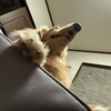四つ足の犬と雷斬った付喪神と犬っぽい自称犬の付喪神