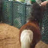 邪馬