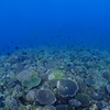 備瀬崎　スキューバダイビング　ログ460