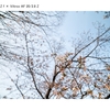 春の花の撮り方動画です