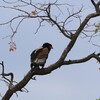 ダルマワシ(Bateleur)