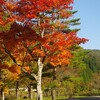 　飛騨せせらぎ街道の紅葉