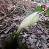 茗荷の花、梅雨明け、セミが鳴く。