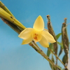 Dendrobium coeloglossum