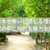 フクギ並木が怖いと感じる理由とは？静寂の中に隠れた魅力を解説
