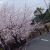 🌸桜を見る会🌸